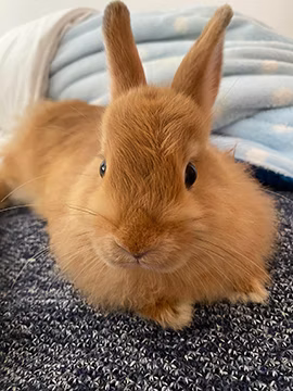 Пітчі дякує вам за перегляд.